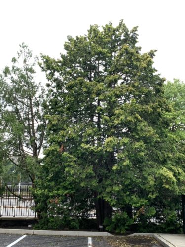 Cypress (Chamaecyparis obtusa) 'Aurea' Golden Hinoki Cypress