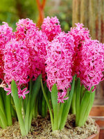 6" Hyacinth - Various Colors