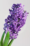 6" Hyacinth - Various Colors