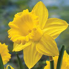 6" Daffodil