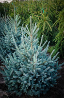 Norway Spruce (Picea Abies) 'Paul's Select'