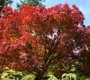Acer palmatum ´Bloodgood´ - Japanese Maple