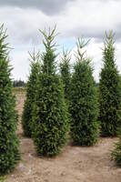 Norway Spruce (Picea Abies) 'CUPRESSINA'