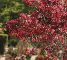 Acer palmatum ´Emperor´ - Japanese Maple