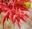 Acer palmatum ´Fireglow´ - Japanese Maple