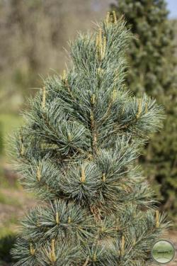 Pinus koraiensis ´Morris Blue´ - Korean Pine