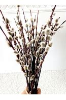 Pussy Willow Branches Bunch