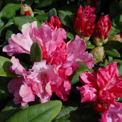RHODODENDRON Yak `PRINCE`