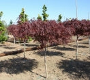 Acer palmatum Diss. ´Red Dragon´ - Japanese Maple