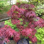 Acer palmatum ´Pixie´ - Dwarf Japanese Maple