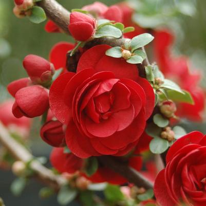 QUINCE (CHAENOMELES SPECIOSA) DOUBLE TAKE® SCARLET ('SCARLET STORM')