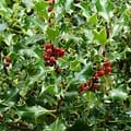 HOLLY - SCOTCH ENGLISH HOLLY (Ilex aquifolium 'Scotch')