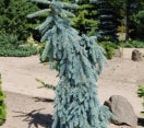 Picea pungens ´The Blues´ Weeping Colorado Spruce