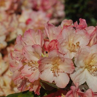Copy of RHODODENDRON Yak `PERCY WISEMAN`