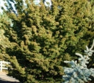 Acer palmatum ´Shishigashira´ - Japanese Maple