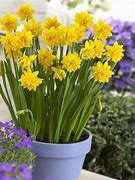 Dwarf daffodil Narcissus 'Tête-à-tête'