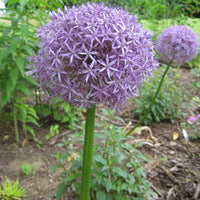 Allium 'Globemaster' Flowering Onion