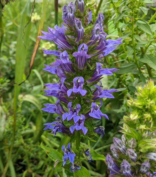 BLUE CARDINAL FLOWER (LOBELIA SIPHILITICA)