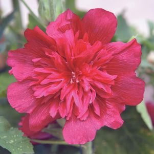 HOLLYHOCK (Alcea rosea annua) Spring Celebrities Carmine-Rose