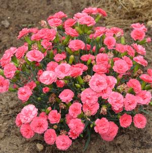 DIANTHUS hybrid FRUIT PUNCH `CLASSIC CORAL`