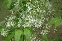 FRINGETREE (CHIONANTHUS VIRGINICUS) 'SPRING FLEECING'