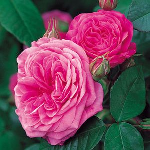 Rose David Austin 'Gertrude Jekyll' English Shrub Rose (Repeat Flowering)