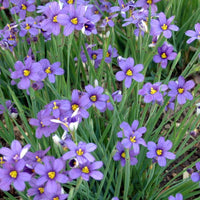 Blue Eyed Grass (Sisyrinchium Angust) 'Lucerne'