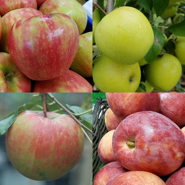 MALUS 4 in 1 COLD CLIMATE APPLE