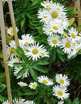 Montauk Daisy (Nipponanthemum Nipponicum)