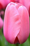 6" Tulip - Various Colors