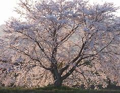 Ornamental Cherry Tree (Prunus x yedoensis) Yoshino Hybrid