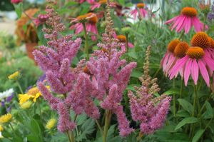 ASTILBE CHINENSIS `VISIONS`
