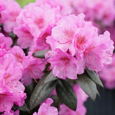 RHODODENDRON `BLACK HAT`