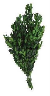 Boxwood Tips Bunches