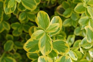 EUONYMUS FORTUNEI `EMERALD `N GOLD`