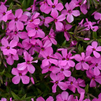 PHLOX `MAGENTA SPRITE`