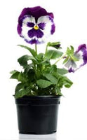 4.5" Pansy or Viola Pot - Various Colors