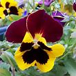 Pansy 4 Pack - Various Colors