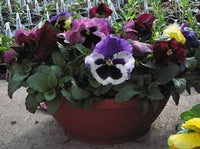 10" Pansy Bowl - Various Colors