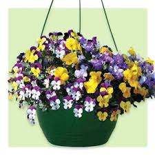 10" Pansy Hanging Basket - Various Colors