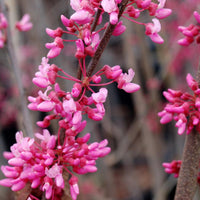 EASTERN REDBUD (CERCIS CANADENSIS) SINGLE STEM