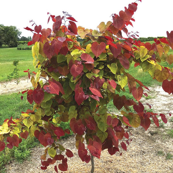 EASTERN REDBUD (CERCIS CANADENSIS) `FLAME THROWER`