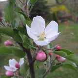 MALUS `RED DELICIOUS` (APPLE)