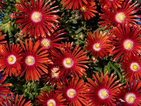 DELOSPERMA 'RED MOUNTAIN FLAME®' HARDY ICE PLANT