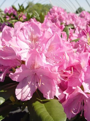 RHODODENDRON CAT. `ENGLISH ROSEUM`