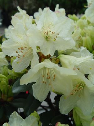 RHODODENDRON X `TOWHEAD`