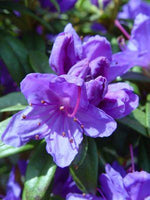 RHODODENDRON X `BLUE BARON`