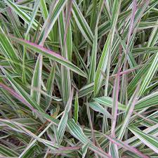 RIBBON GRASS (Phalaris arundinacea ) 'STRAWBERRIES AND CREAM'