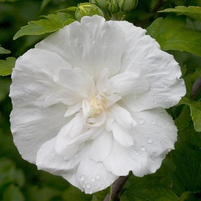 ROSE OF SHARON (HIBISCUS SYR). `WHITE CHIFFON`