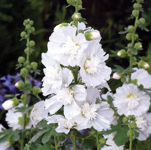 HOLLYHOCK (Alcea rosea annua) Spring Celebrities White